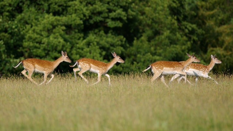 Fallow deer galloping through long grass